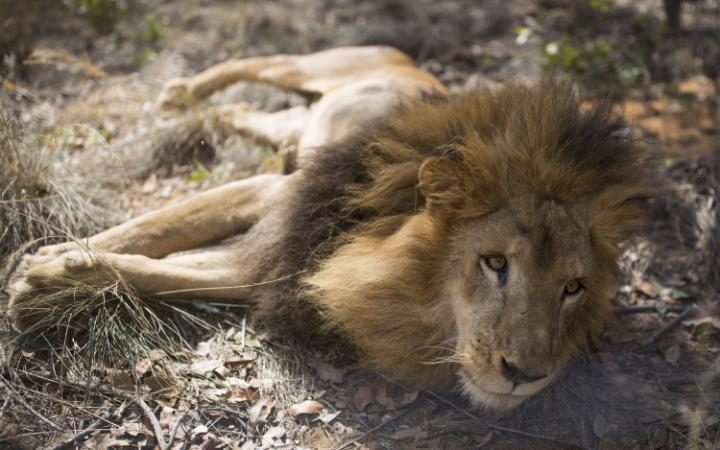 В частном доме в Ташобласти нашли измученного африканского льва