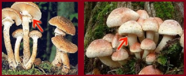 Не сравнить с другой едой сытный наш жульен грибной