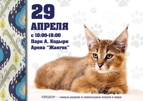 На выставке "Кошемир-2018" ташкентцам покажут многопалых кошек