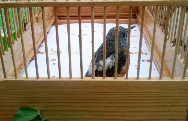 Международный день птиц отметили в Ташкентском ботаническом саду