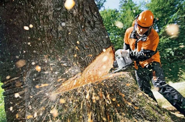 10 деревьев взамен одного спиленного: хокимият опубликовал проект постановления о защите деревьев