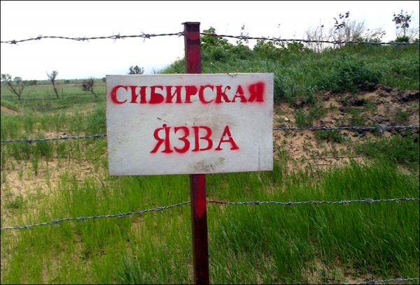 В Ошской области Кыргызстана зафиксированы 12 случаев сибирской язвы