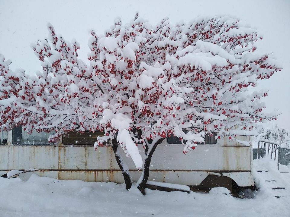 В Узбекистане выпал первый снег (фото)
