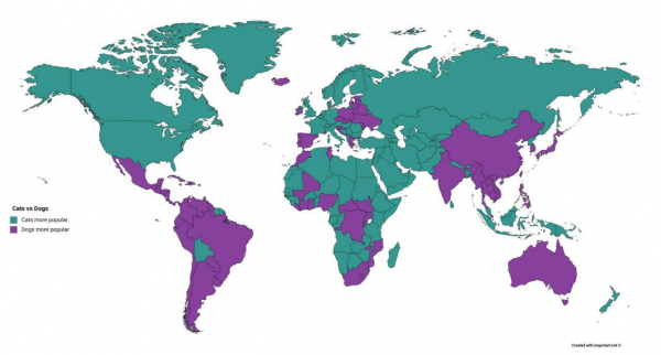 Кого завести — кошку или собаку? В каких странах большинство кошатников, а в каких собачников