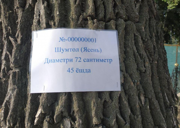 Деревьям на Университетском бульваре в Самарканде присваивают инвентарные номера