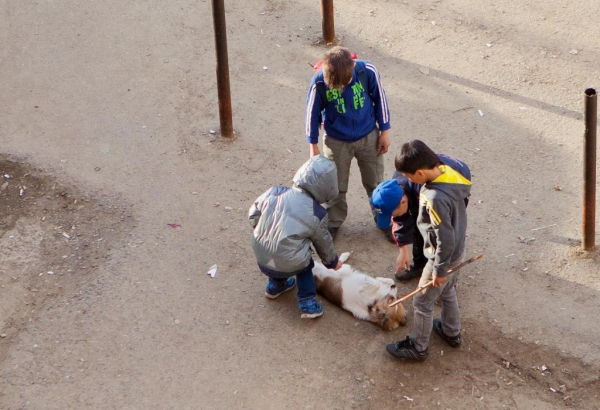 Жители Кувасая просят обуздать банду подростков, которые издеваются над животными