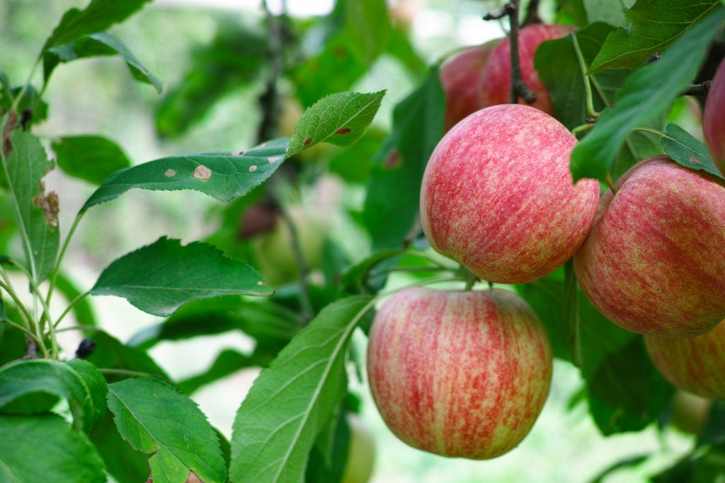 Узбекистан испытывает дефицит яблок – какие сорта подорожали больше всего?