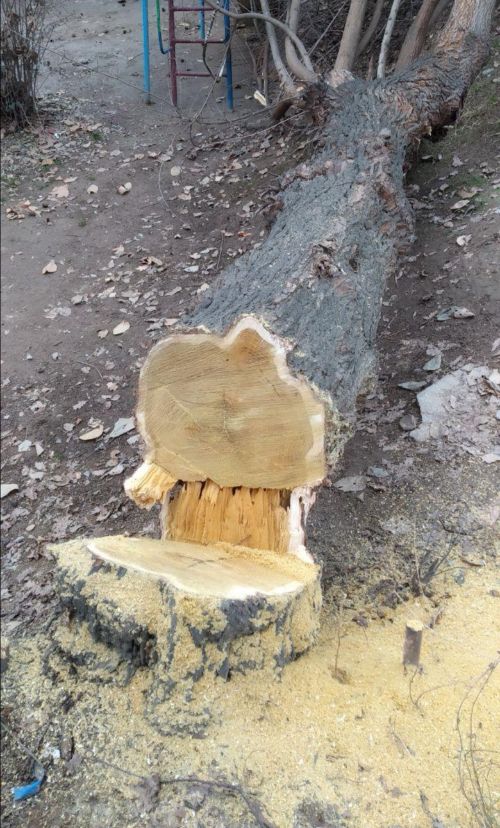 Мораторий - не указ: в Ташкенте снова рубят деревья