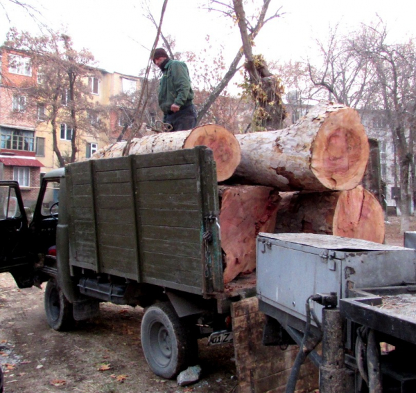 К вопросу о зеленой кроне и охранном законодательстве