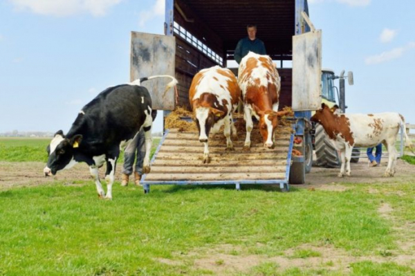 Узбекистан намерен экспортировать крупный рогатый скот