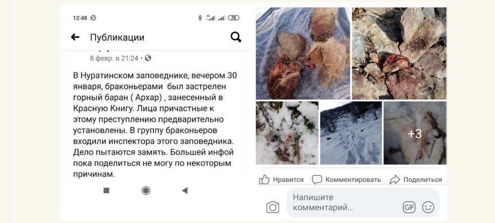В Нуратинском заповеднике браконьеры застрелили горного барана, занесенного в Красную книгу В Нуратинском заповеднике браконьеры застрелили горного барана, занесенного в Красную книгу