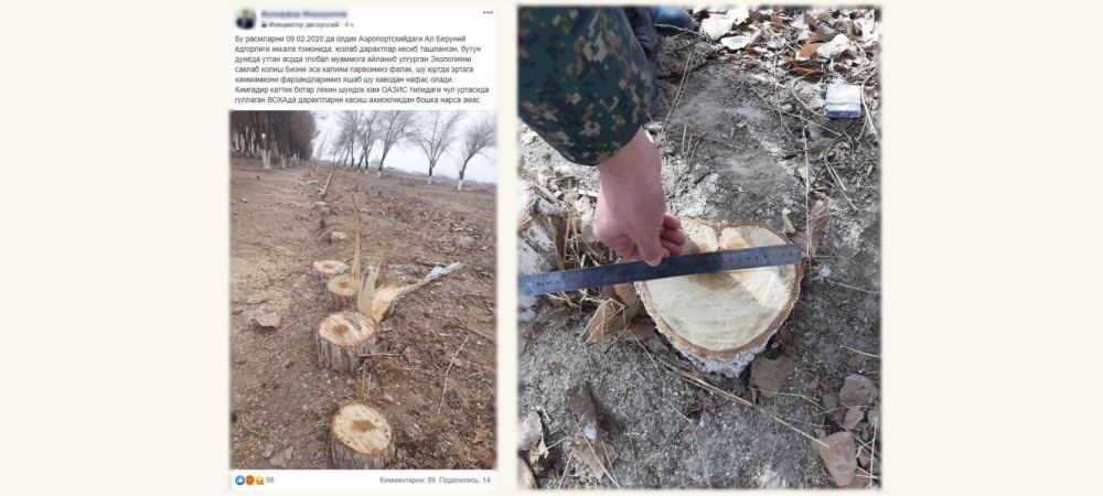 В Хорезме около мемориального комплекса Аль-Беруни вырубили деревья В Хорезме около мемориального комплекса Аль-Беруни вырубили деревья