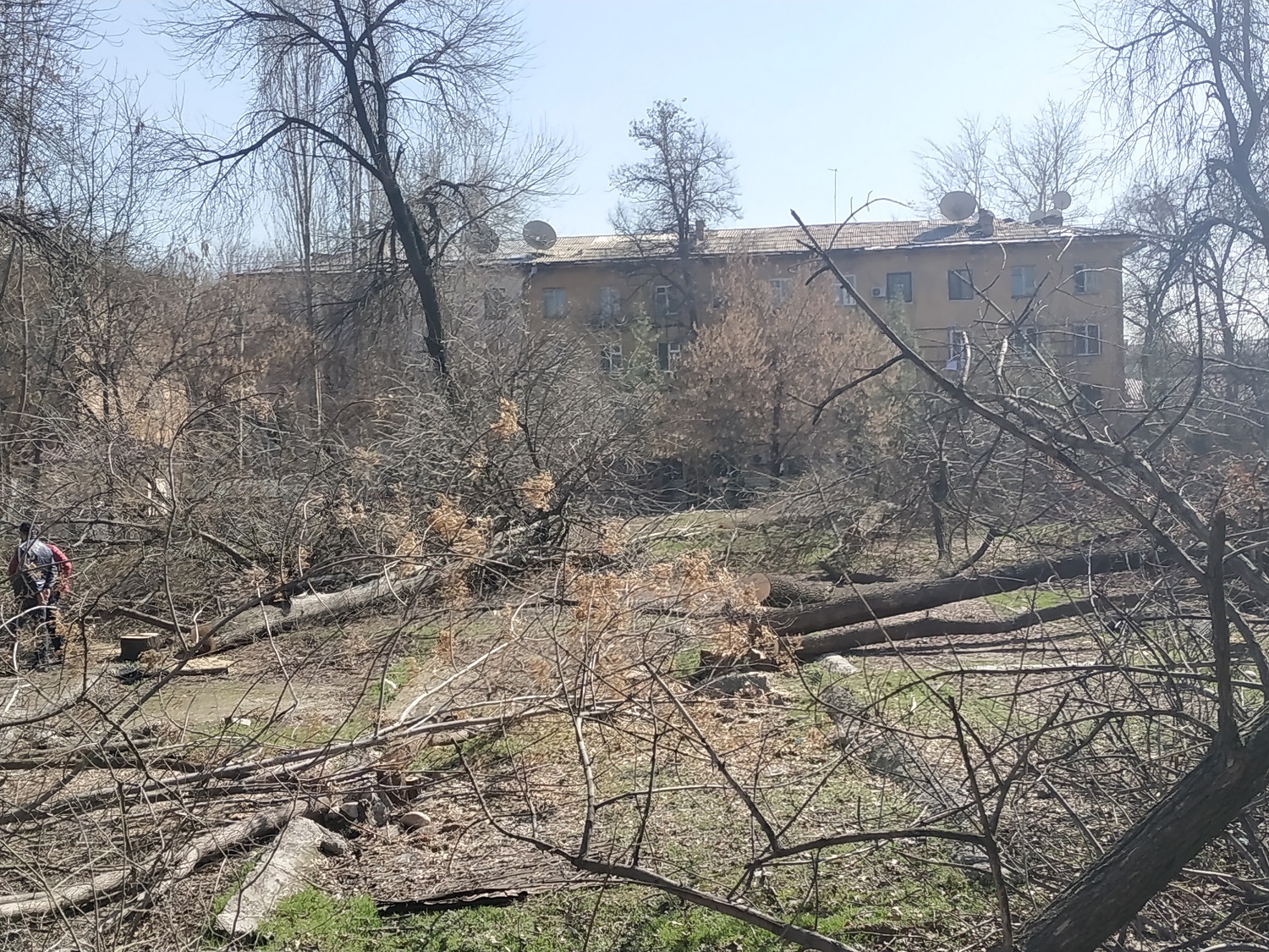 Ниязматов: несмотря на мораторий, в центре Ташкента произошла массовая вырубка деревьев (видео) Ниязматов: несмотря на мораторий, в центре Ташкента произошла массовая вырубка деревьев (видео)