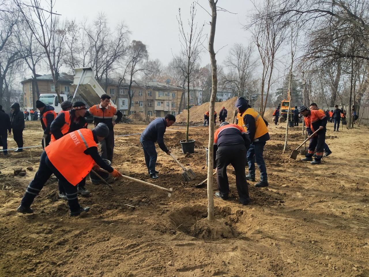 На месте вырубленной в Ташкенте рощи будет посажена новая