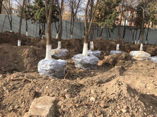Там, где была кенафная фабрика, парку быть или забыть?