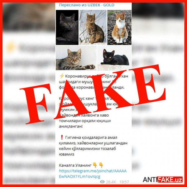 Распространители фейков добрались до кошек: официальные каналы подтверждают, что заразиться коронавирусом от домашних животных невозможно