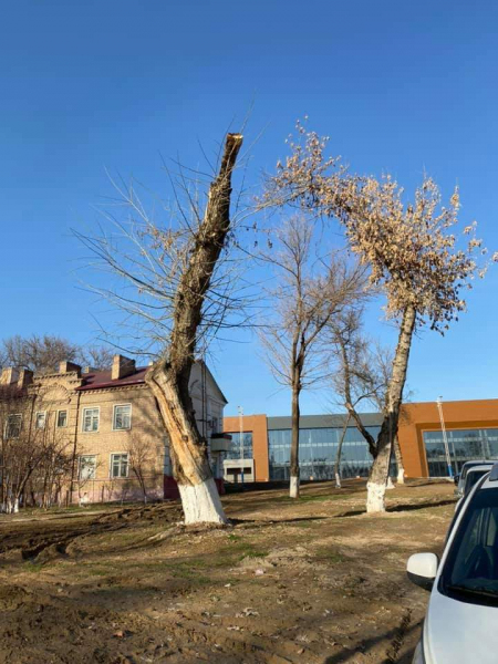 «Были на сквере»: ташкентцы высмеяли конкурс, организаторы которого попросили опубликовать фотографии и адреса столетних деревьев