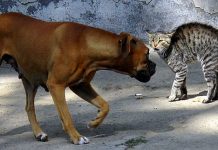 Машиналардан ўқ узишган: Навоида ҳайвонларни тутиб олиш хизмати ҳайвонларга шафқатсиз муносабатда айбланди