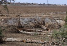 Қашқадарёда 150 та дарахтни қўпориб, табиатга 1 миллиард сўмдан ортиқ зарар етказилди