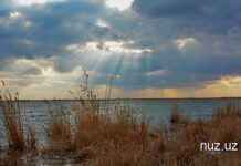 Иқлим иқтисодиёт каби: Ўзбекистон учун “яшил трансформация” нега муҳим?