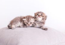 Ўзбекистонда ҳайвонларга нисбатан шафқатсиз муомала учун жавобгарлик мавжуд