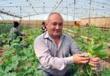 Қуёш харажатларга қарши: нега Сурхондарёда иссиқхоналар Тошкентга нисбатан 2,5 баробар фойдали