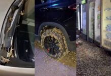 ФВВ: Ўзбекистоннинг ғарбий ҳудудларида чигирткалар тарқалиши назорат остида