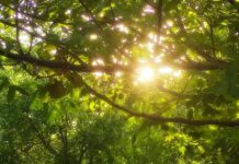 8 сентябрь куни Ўзбекистонда об-ҳаво: 38° гача иссиқ, айрим жойларда ёмғир ва момақалдироқ
