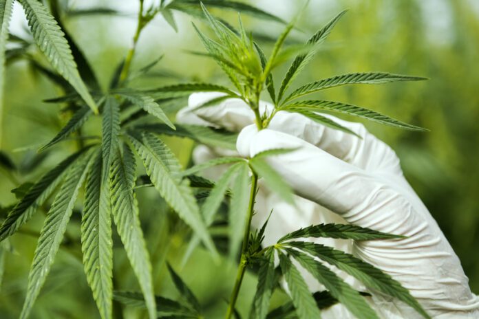 Marijuana ,cannabis leafs