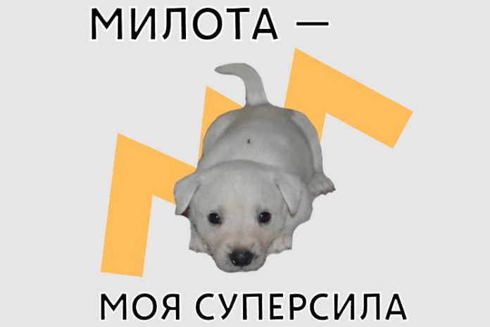 собаки из приюта