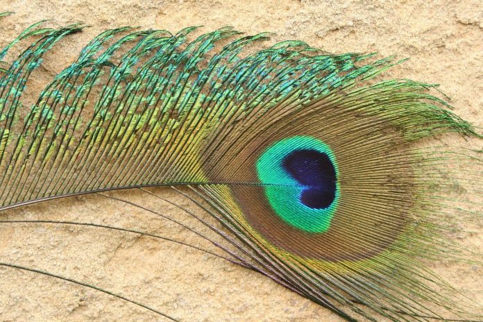 peacock-14894_1280