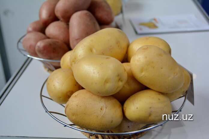 Картофель (1)