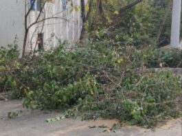 В ташкентском хокимияте объяснили причины вырубки деревьев на улице Бабура