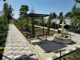 Когда добро наказуемо: жителя Ташкента оштрафовали за создание парка