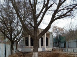 Экоактивисты бьют тревогу: деревья на набережной Анхора могут погибнуть